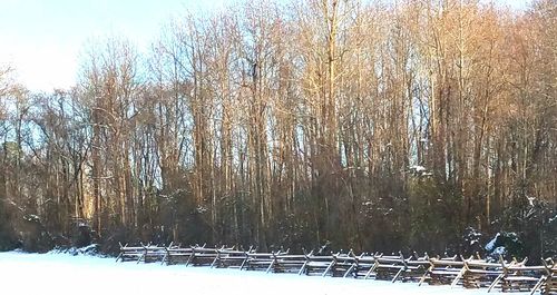 Bare trees on snow covered landscape