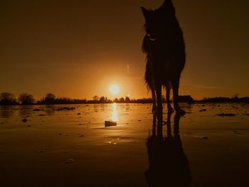 Silhouette dog at beach during sunset