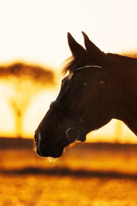 Close-up of a horse at sunset