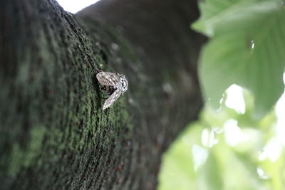 Close-up of leaf on tree trunk