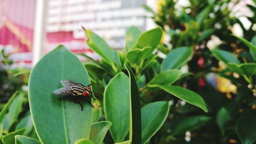 Close-up of insect on plant