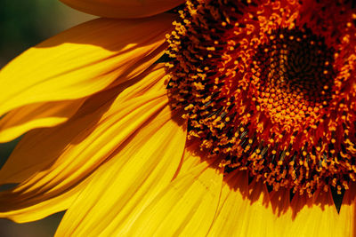 Macro shot of yellow sunflower flower