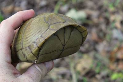 Close-up of hand holding leaf