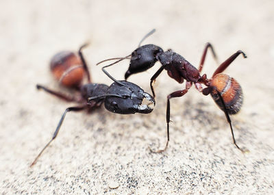 Close-up of ant on leaf