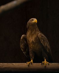 Close-up of eagle perching on wood