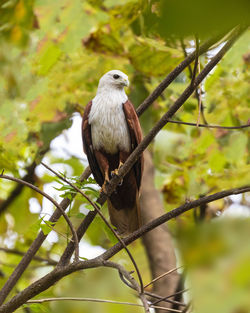 Close-up of bird perching on branch