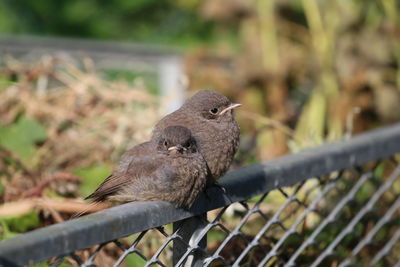 Close-up of bird perching on metal fence