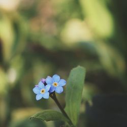 Close-up of purple flowering plant