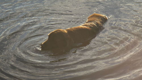 High angle view of dog swimming in lake