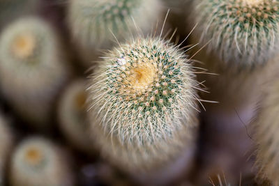 Close-up of dandelion flower