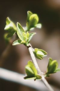 Close-up of green plant