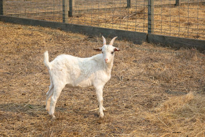 Goat standing in a field