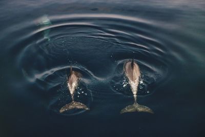 High angle view of dolphins swimming in sea