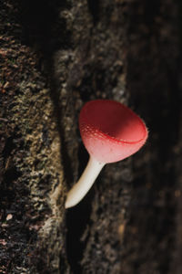 Close-up of heart shape mushroom growing on tree