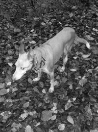 High angle view of dog standing outdoors