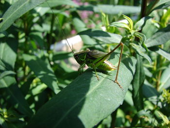 Close-up of insect on plant