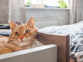 Ginger cat is sleeping in chest of drawers. fluffy pet has a rest among folded clothes. 