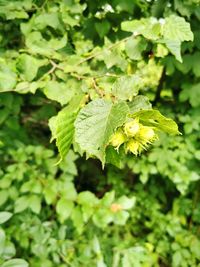 Close-up of green leaves on plant