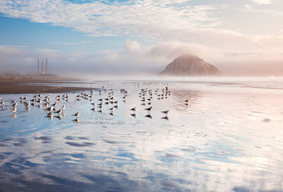 Flock of birds in sea against sky