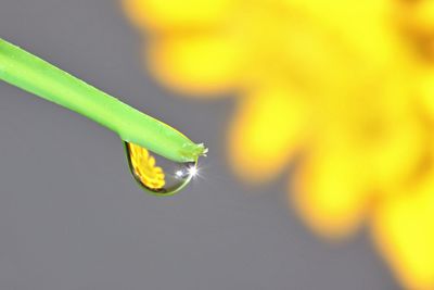 Close-up of raindrops on leaf