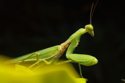 Close-up of insect on leaf