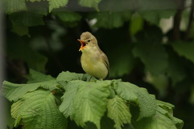 Close-up of icterine warbler perching on plant