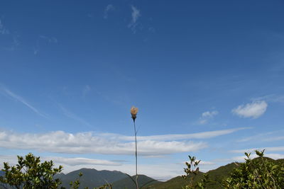 Flowers and trees against blue sky