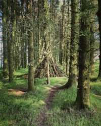 Trees growing in forest