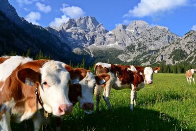 Cows standing on landscape against mountains