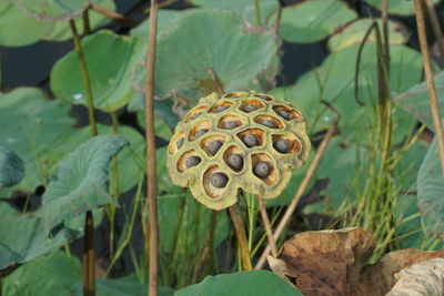 plant