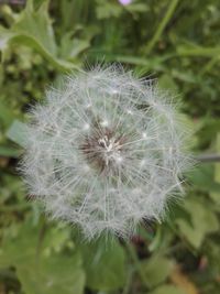 Close-up of dandelion on field