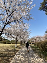 Rear view of woman walking on footpath amidst trees against sky