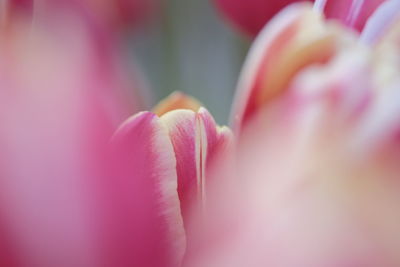 Close-up of pink tulip