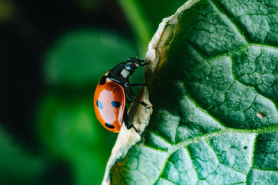 Closeup of a ladybug climbing the edge of a leaf