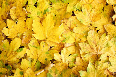 Close-up of yellow maple leaf