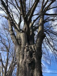 Low angle view of bare tree against sky