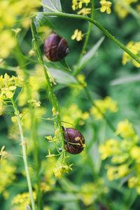 Close-up of insect on flower