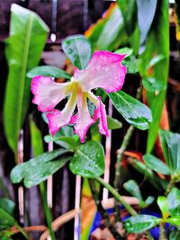 Close-up of flowers blooming outdoors