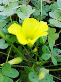 Close-up of yellow flower