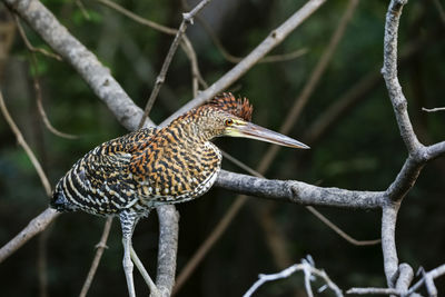 Close-up of bird perching on branch