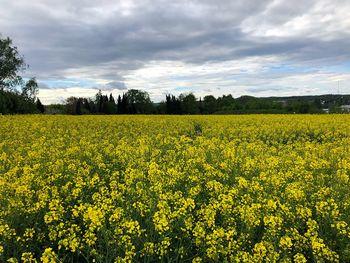 Scenic view of oilseed rape field against sky