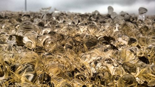 Close-up of crops on field