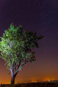 Low angle view of tree against star field
