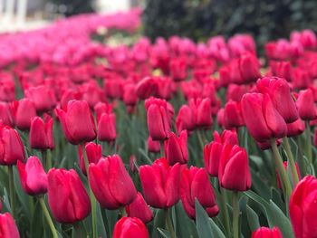 Close-up of pink tulips