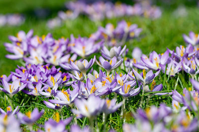 Close-up of purple crocus flowers on field