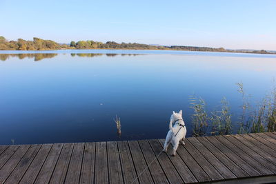 Dog on a lake