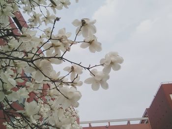 Low angle view of magnolia blossoms against sky