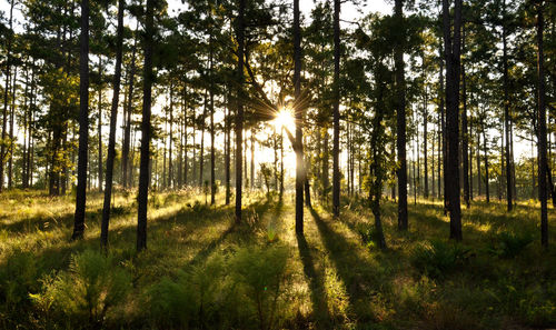 Trees in forest against bright sun