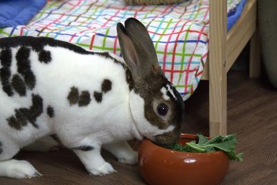 Close-up of a cat lying on floor at home