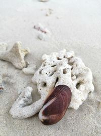 High angle view of shells on sand